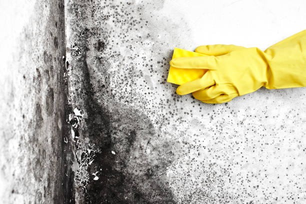 Best Airborne Mold Testing  in Madelia, MN