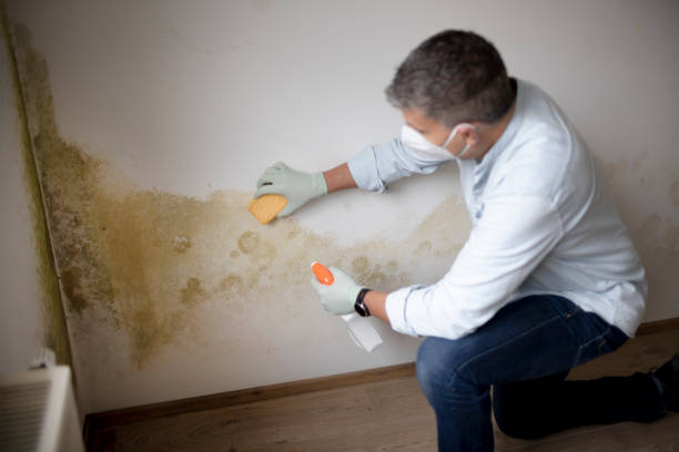 Best Residential Mold Inspection & Testing  in Madelia, MN